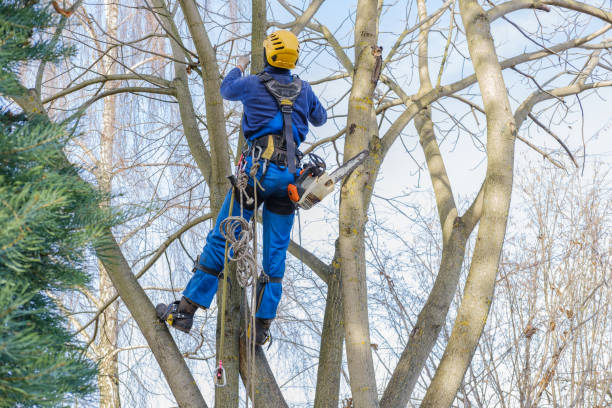 Reliable Barnwell, SC Tree Care Solutions